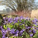 Viola odorata 'Reine Charlotte'
